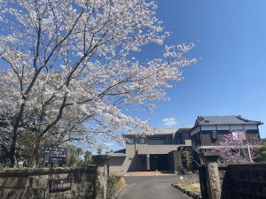 山中貞則顕彰館の桜の木