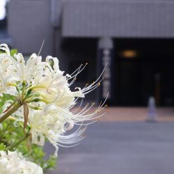 昨年の様子：お彼岸の頃には彼岸花が見頃を迎えます